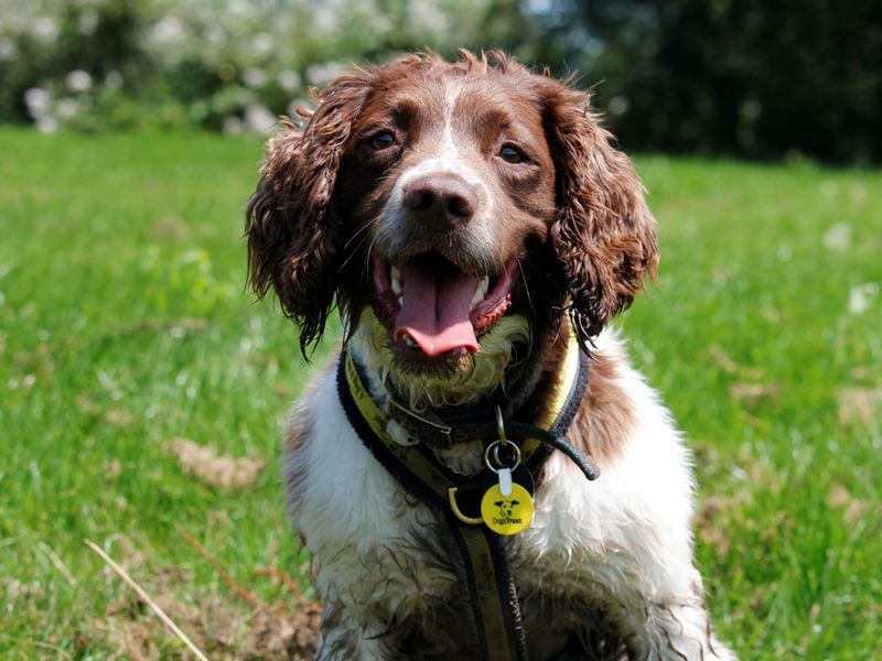 Dogs cheap trust spaniel